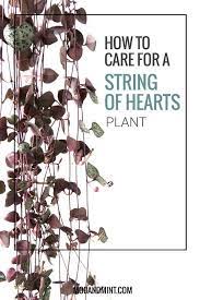 Pin On Cactus Plants