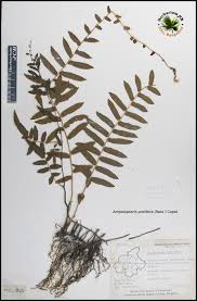 Image result for Ampelopteris