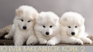 evde ve apartmanda bakilabilecek 10 zeki kopek cinsi kopek dog evdebakilacakkopekler youtube