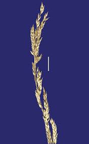 Image result for Eriochloa