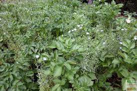 Difficile de le déloger au cœur de la saison froide. Doryphores S En Debarrasser Naturellement Jardipartage