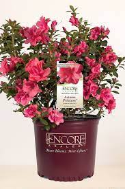 Encore Autumn Princess Pp12142 Azalea Azaleas Foundation Planting Azaleas Landscaping