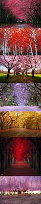 Cherry Blossom Road California Cherry Blossom Tree Path Germany Jacaranda Trees South Africa Yellow Autumn Central Jacaranda Tree Oak Tree Tattoo Blossom Trees