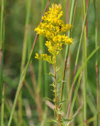 Image result for Solidago