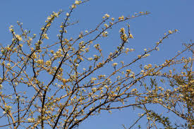 Image result for Albizia anthelmintica