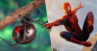 Black widow spider bites require medical treatment, or death is certain. Three Brothers Let Black Widow Spider Bite Them In Hopes It Will