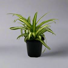 Image result for Chlorophytum