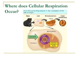 In animals, glucose molecules are a type of sugar that comes from the food that animals eat. Chap 7 Concept Checks