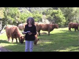 scottishhighlandcattle