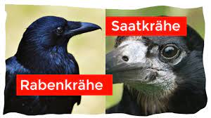 Saatkrähe, die — die saatkrähe, plur. Saatkrahe Und Rabenkrahe Einfach Und Sicher Unterscheiden Ornithologie Fur Anfanger Youtube