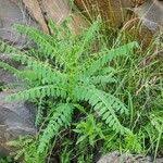 Image result for Astragalus atropilosulus