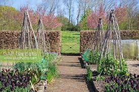 Sweet peas can be grown in clumps of twelve plants in a herbaceous border, placing some at the rear of the border on a herbaceous border or annual border peas sticks are the best method of staking. Hazel Stakes Used In Stock Photo By Gap Photos Image 0591017