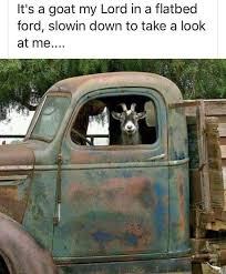 Pin By Julie Mann On Humor Funny Animal Memes Animal Memes Goats