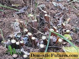 Gabriel achim are 30 de ani și se mândrește cu una dintre puținele pepiniere de zmeură și mure din țară. Tunderea Zmeurii Remontante In ToamnÄƒ Treaba Prin Casa 2021