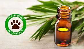 We have used it for years for a recurrent patch of. Tea Tree Oil For Dogs 8 Benefits And Uses Backed By Science