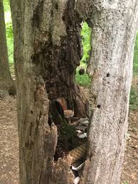 A moderate and a longer option is in 50 hikes in new jersey. Go For A Walk On Nj S Fairy Trail Nj Family