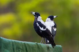 Sunday 25/7 7 august 2021 4:00 pm. Magpies What We Wish You Knew About Our Native Bird Rspca Nsw