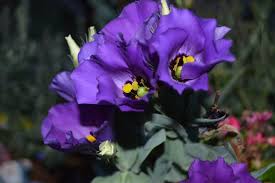 Purple flowering bush identification uk. 62 Types Of Purple Flowers With Pictures Flower Glossary