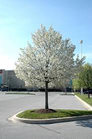 There are many lovely flowering trees, but a lot of them won't grow in tough urban conditions and poor soil. Jack Ornamental Pear Pyrus Calleryana Jaczam In Burlington Waterdown Dundas Ontario Ontario On At Connon Nurseries