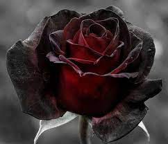 We researched sun and soil needs plus growing tips to make your garden a little easier to manage. 75 Black Roses Ideas Black Rose Black Flowers Rose