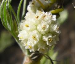Image result for Cuscuta approximata