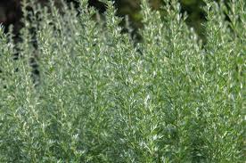 Species is also commonly called western mugwort. Artemisia Plant Care Growing Guide