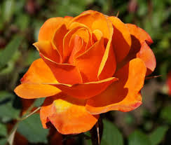 American Rose Society Blumen Rosen Garten