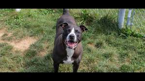 From south bend to evansville and all over the hoosier state, it means pet health care treatments. Pet Adoption Fees Waived On Aug 17 For National Campaign Wthr Com