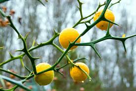 We did not find results for: Growing Hardy Orange Trees Get To Know This Unique Thorny Citrus