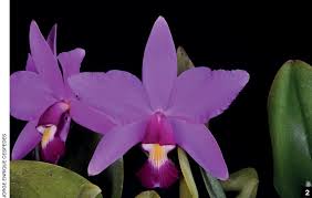 Image result for Emilia violacea