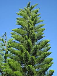Order christmas cakes online from bloomsvilla. Araucaria Heterophylla Norfolk Island Pine Trees Sanibel Island Florida Usa 2 Plants Planting Seeds Buy Plants