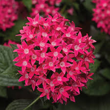 Image result for Pentas lanceolata