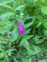 Image result for Dicliptera