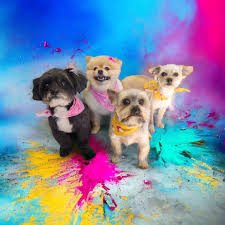 Profile for All Paws On Deck