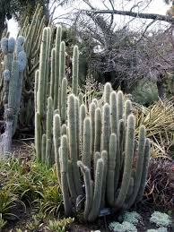 Select a columnar cactus to cut. How To Root Columnar Cacti Dummer Garden Manage Gfinger Is The Best Garden Manage App