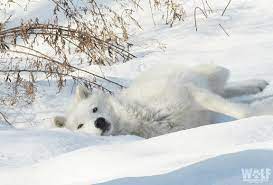 We did not find results for: Cute And Curious Wolves Of The Arctic Wolf Conservation Center
