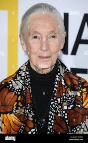 Dr jane hi-res stock photography and images