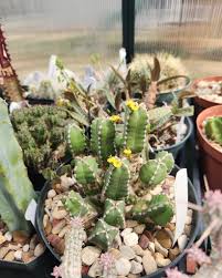 Image result for Euphorbia persistentifolia