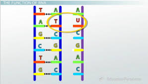 differences between rna and dna types of rna mrna trna