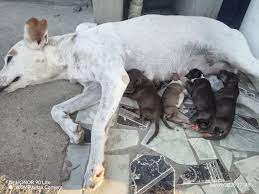 Newborn puppies rescued from San Carlos