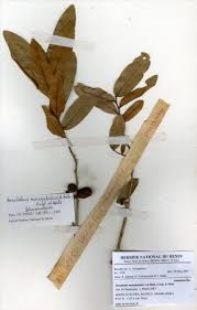 Image result for Hexalobus monopetalus