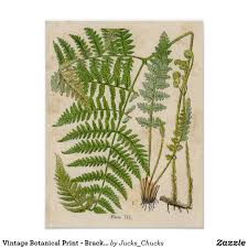 Vintage Botanical Print Bracken Ferns Zazzle Co Nz Botanical Prints Vintage Botanical Prints Botanical Art