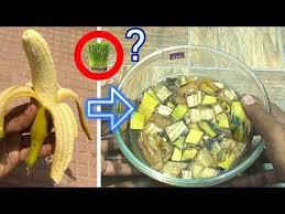 Banana Peels Fertilizer Quick And Easy Youtube Banana Peel Fertilizer Banana