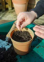 Sow the seeds only ½ inch deep, a few at a time, and cover them with soil. Growing Sunflowers In Pots Easy Step By Step Guide Growing Family