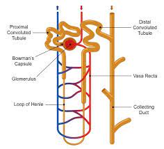 Start date jul 17, 2009. Nephrons Bioninja