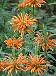 Image result for Leonotis nepetifolia