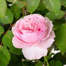 And when i did, i planted it deep in the. Rosa Olivia Rose Austin Rose Olivia Rose Austin Gunstig Online Kaufen