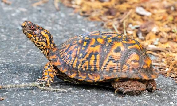 Eastern Box Turtle for Sale | Tortoise Care