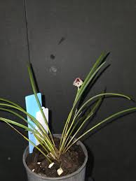 Image result for Polystachya malilaensis