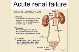 Image result for Renal Function